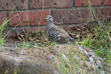 bird in nature