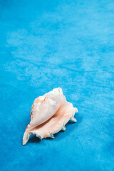 Obraz na płótnie Canvas Seashell from the ocean on a blue background