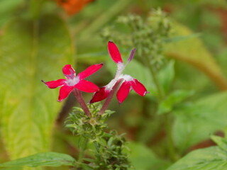 red and white flower