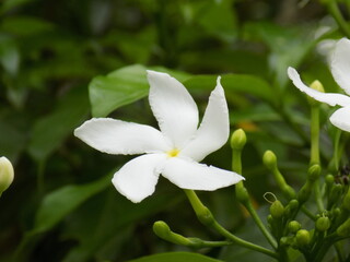 Fototapeta na wymiar lily of the valley flower