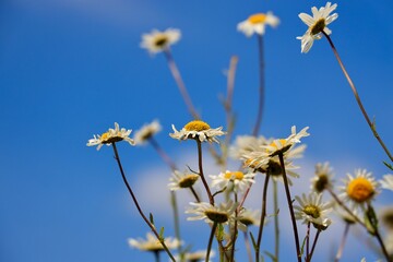 White flowers of oxeye daisy blooming against the blue sky.Leucanthemum vulgare, commonly known as the ox-eye daisy, oxeye daisy, dog daisy.