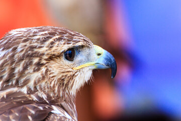Close up of a hawk