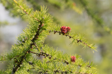 Brown cones of larch with bright green fir-needles in summer