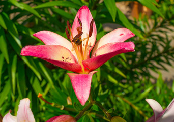 Fototapeta na wymiar Lilies in a garden in sunlight in summer