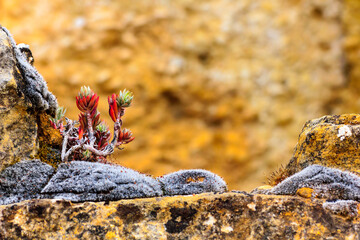 Wild small mediterranean plant