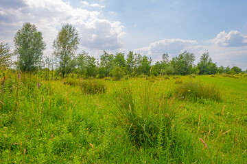 Fototapeta na wymiar Edge of a sunlit lake with small islands with birds breeding reflecting a blue cloudy sky in summer