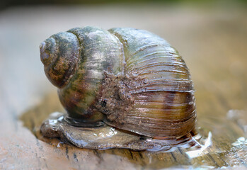 Portrait einer Sumpfdeckelschnecke, Viviparidae, auf einem Steg über einem Teich 
