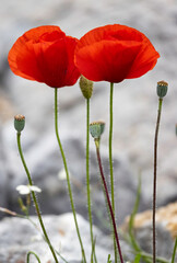 Poppies growing through rocky ground