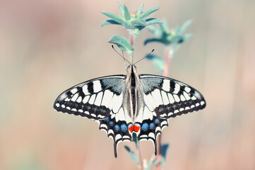 Closeup beautiful butterfly sitting on the flower in a summer garden