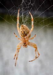 Macro einer Kreuzspinne im Netz