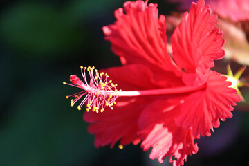 Hibiscus rosa-sinensis