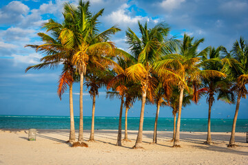 Palm trees by the sea in Crandon Park