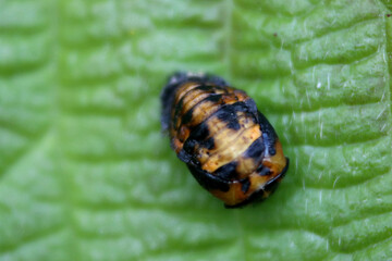 ladybird pupa sitting on a green leaf