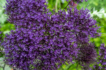 Bright purple small flowers on  Bush