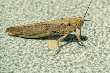 The Huge Spanish grasshopper closeup gray background1