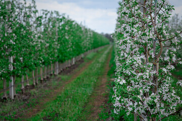 Modern technologies for growing trees. Blooming apple trees with grass