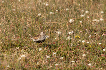 Dunlin stands on the ground in the tundra, among white flowers and green grass