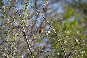 Ein Buchfink, Fringilla coelebs im Geäst eines Baumes
