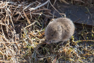The vole mouse sits on the ground, holds a blade of grass in its paws, eats
