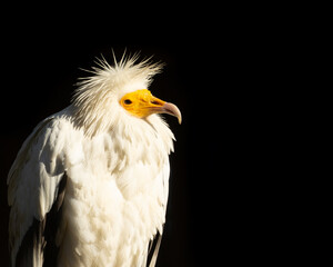 Egyptian vulture (Neophron percnopterus) Also called the pharaoh`s chicken. Dark background with copy space
