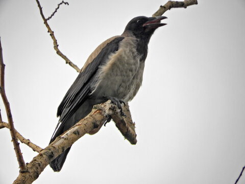 a gray crow sits on the branches of a dried tree against a gray sky