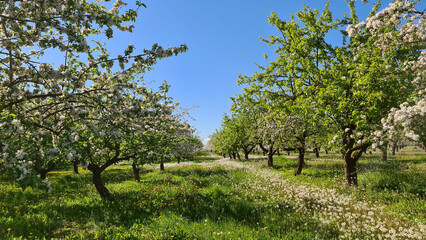 Fototapeta na wymiar Blooming Apple Orchard in Spring