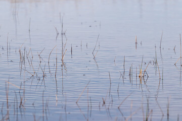 Photography of calm tranquility pond, grass blades are reflected in the water