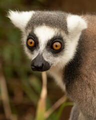 Ring-tailed Lemur (Lemur catta) portrait - cute creature from Madgascar