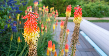 fleurs au bord de la piscine