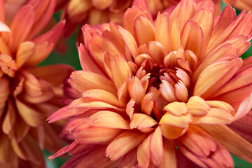 Beautiful fresh bright orange chrysanthemum flower closeup