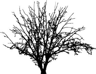 Tree silhouette on white background. Vector illustration