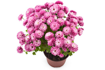 Beautiful fresh bright pink and white chrysanthemum flowers in a flowerpot, isolated on white background