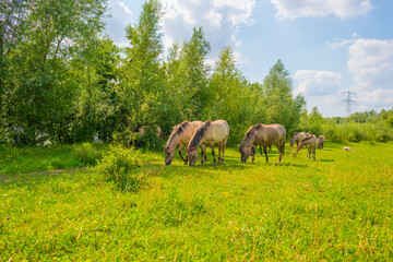 Horses in a green pasture in sunlight below a blue sky in summer © Naj