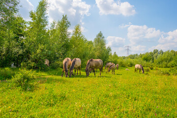 Obraz na płótnie Canvas Horses in a green pasture in sunlight below a blue sky in summer