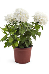Closeup of beautiful fresh white chrysanthemum flowers in a flowerpot, isolated on white background