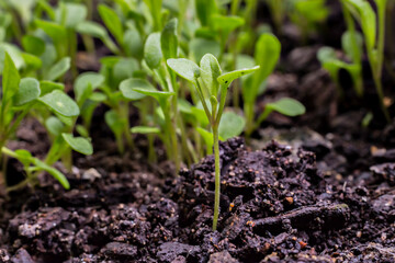 Young fresh green arugula sprouts (Eruca vesicaria), on the soil background. Growth concept. Agriculture planting seedlings.