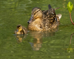 Mallard Duck and duckling (Anas platyrhynchos) swimming on green water, Concept of nurture and motherhood