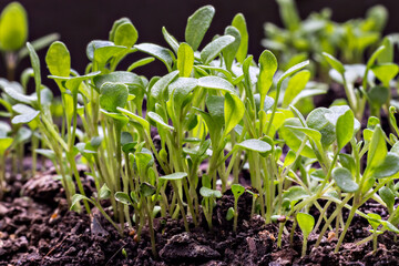 Young fresh green arugula sprouts (Eruca vesicaria), on the soil background. Growth concept. Agriculture planting seedlings.