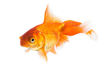 Single young goldfish (Carassius auratus) in freshwater aquarium isolated on white background