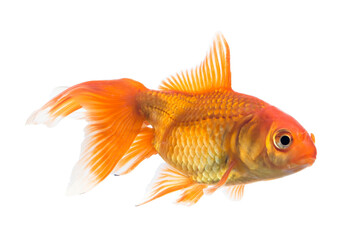 Single young goldfish (Carassius auratus) in freshwater aquarium isolated on white background