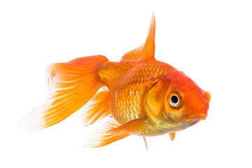 Single young goldfish (Carassius auratus) in freshwater aquarium isolated on white background