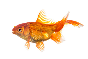 Fototapeta premium Single young goldfish (Carassius auratus) in freshwater aquarium isolated on white background