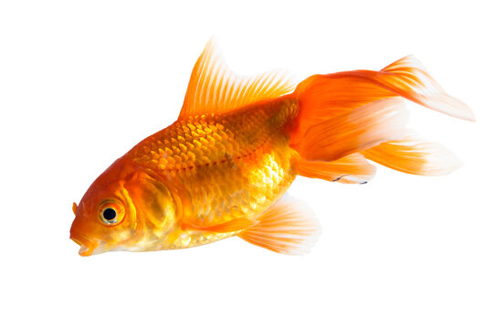 Single young goldfish (Carassius auratus) in freshwater aquarium isolated on white background