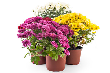 Beautiful composition of fresh bright red, yellow and pink chrysanthemum flowers in a flowerpots, isolated on white background