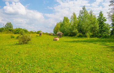 Fototapeta premium Horses in a green pasture in sunlight below a blue sky in summer