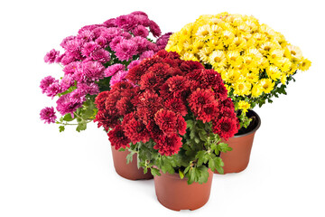 Beautiful composition of fresh bright red, yellow and pink chrysanthemum flowers in a flowerpots, isolated on white background