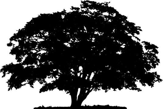 Tree silhouette on white background. Vector illustration