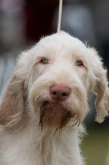 Spinone Italiano