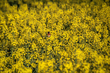 Raps im Frühjahr steht mit dem typischen Gelb in voller Blüte