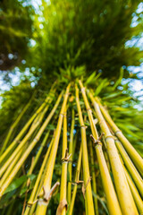 The texture of green bamboo, a hedge of bamboo and flowers. Bamboo branch in bamboo forest , Beautiful natural background.
